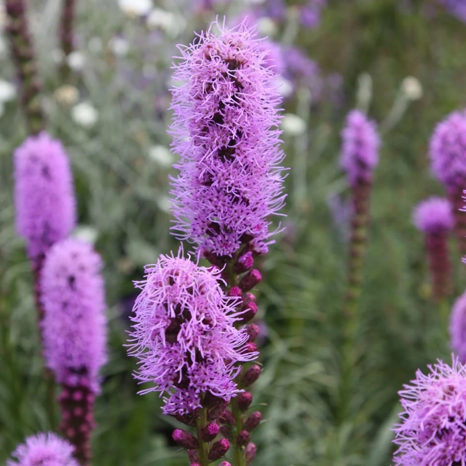 Liatris spicata 'Kobold' Liatris Spicata 'Kobold' -Garden Plant Store pl0000003153