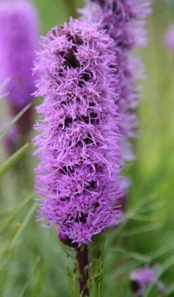 Liatris Spicata 'Kobold' 2 Liatris Spicata 'Kobold' -Garden Plant Store pl0000003153 card3 lg