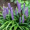Liriope Muscari 1 Liriope Muscari -Garden Plant Store pl0000003173