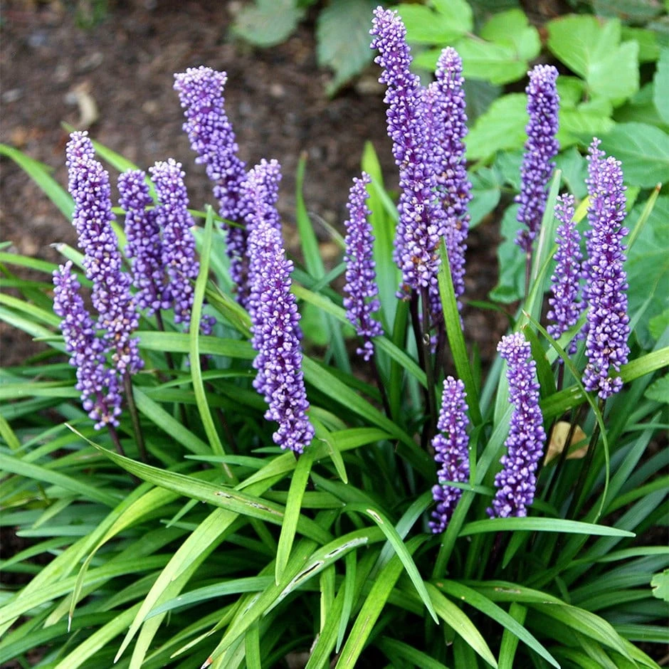 Liriope muscari Liriope Muscari -Garden Plant Store pl0000003173