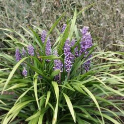 Liriope Muscari 2 Liriope Muscari -Garden Plant Store pl0000003173 card3 lg