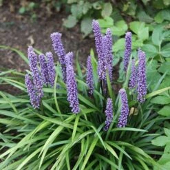 Liriope Muscari 4 Liriope Muscari -Garden Plant Store pl0000003173 card6 lg