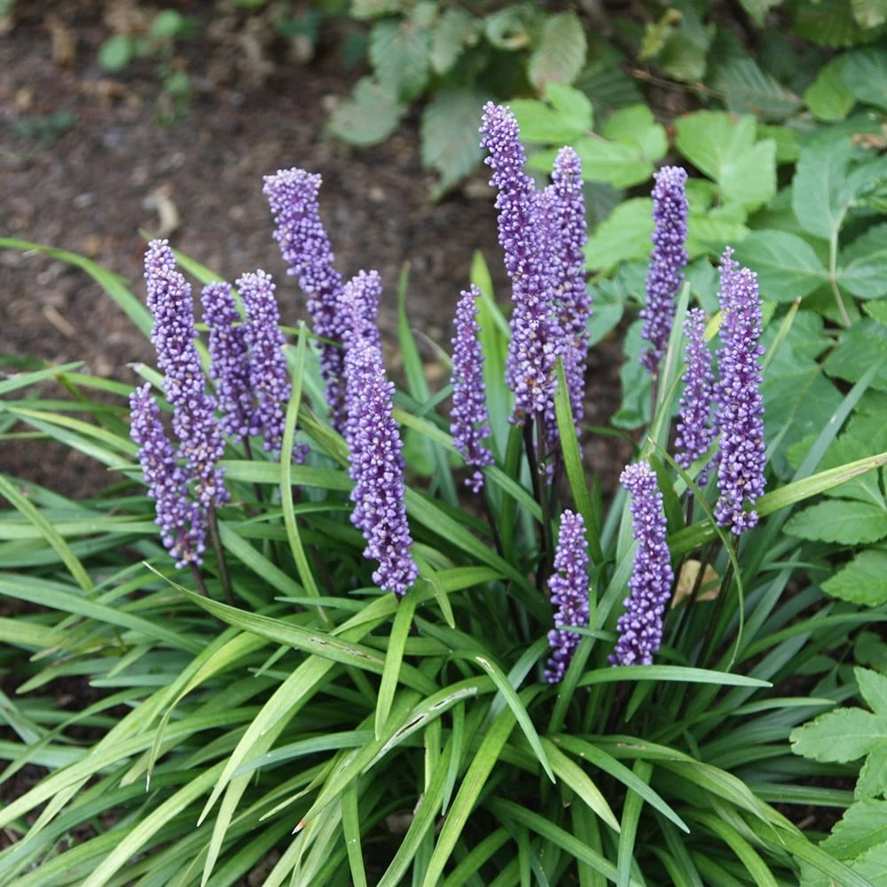 Liriope muscari Liriope Muscari -Garden Plant Store pl0000003173 card6 lg