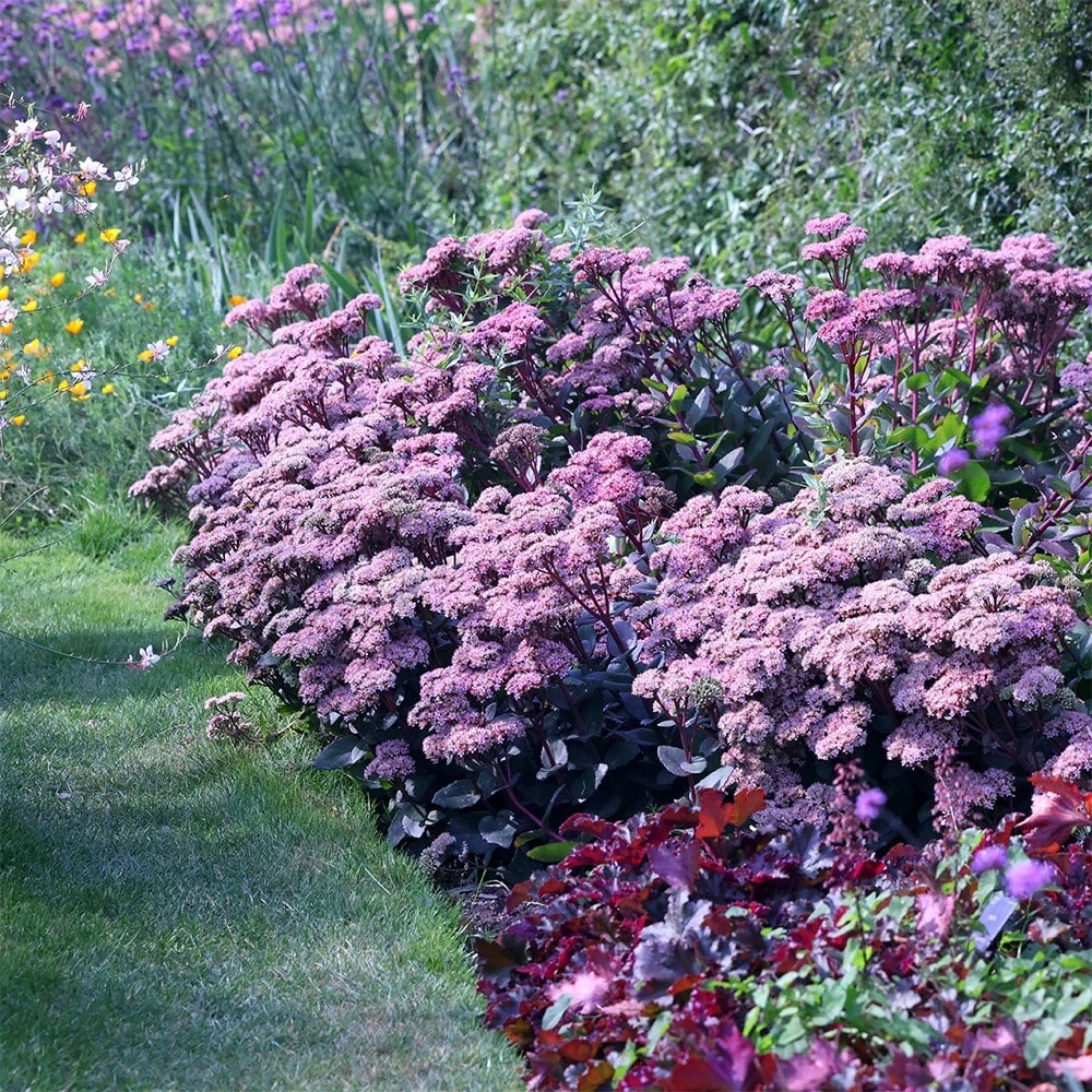 Hylotelephium 'Matrona' Hylotelephium 'Matrona' -Garden Plant Store pl0000003599 card2 lg