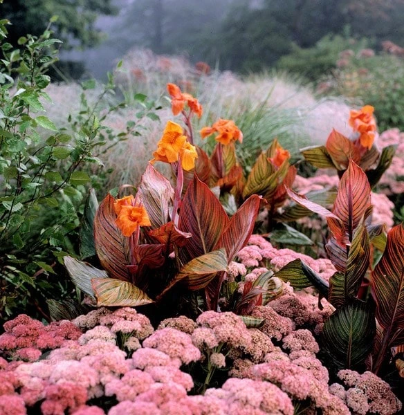 Hylotelephium 'Matrona' Hylotelephium 'Matrona' -Garden Plant Store pl0000003599 card3 lg