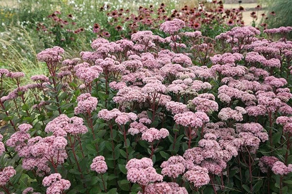 Hylotelephium 'Matrona' Hylotelephium 'Matrona' -Garden Plant Store pl0000003599 card4 lg