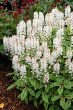 Tiarella 'Spring Symphony' (PBR) -Garden Plant Store pl0000003654 card4 lg