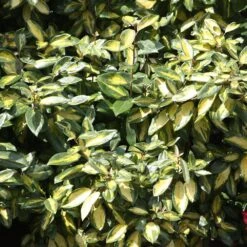 Elaeagnus × Submacrophylla 'Limelight' -Garden Plant Store pl0000003775 card3 lg