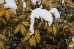 Elaeagnus × Submacrophylla 'Limelight' -Garden Plant Store pl0000003775 card4 lg