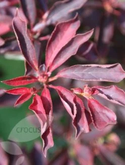 Enkianthus Campanulatus -Garden Plant Store pl0000003778 card4 lg