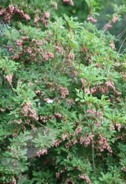 Enkianthus Campanulatus -Garden Plant Store pl0000003778 card6 lg