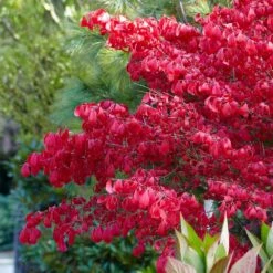 Euonymus Alatus -Garden Plant Store pl0000003811 card4 lg