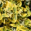Euonymus Fortunei 'Emerald 'n' Gold' -Garden Plant Store pl0000003818
