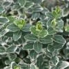 Euonymus Fortunei 'Emerald Gaiety' 4 Euonymus Fortunei 'Emerald Gaiety' -Garden Plant Store pl0000003820