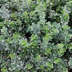 Euonymus Fortunei 'Emerald Gaiety' -Garden Plant Store pl0000003820 card3 lg