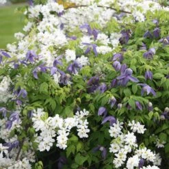 Exochorda × Macrantha 'The Bride' -Garden Plant Store pl0000003839 card3 lg