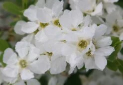 Exochorda × Macrantha 'The Bride' -Garden Plant Store pl0000003839 card4 lg