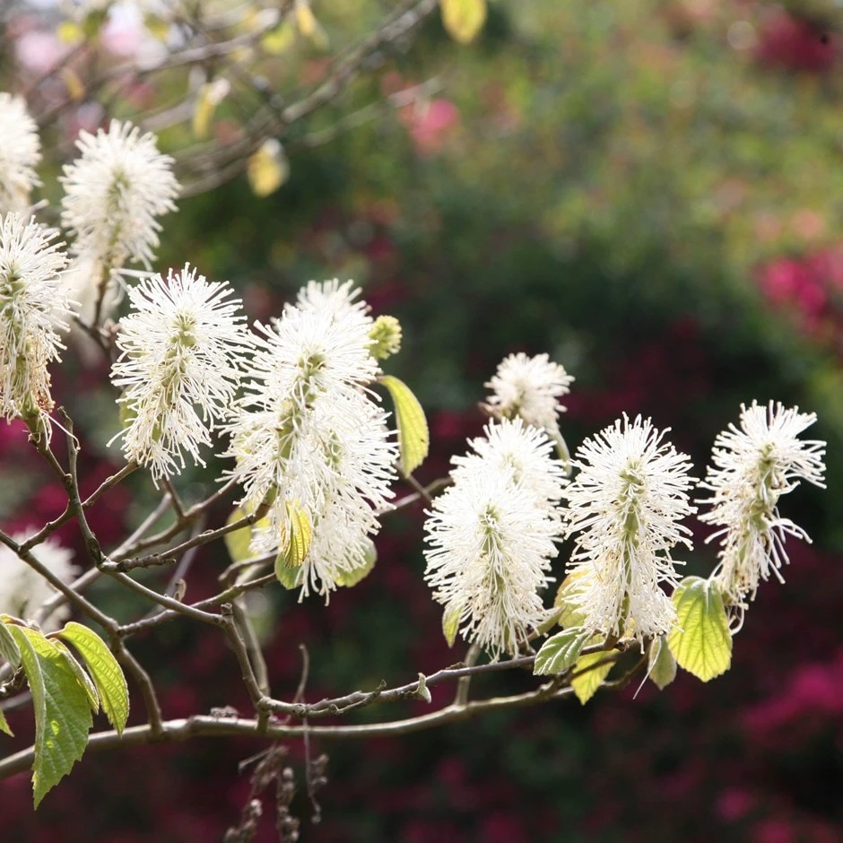 Fothergilla major Fothergilla Major -Garden Plant Store pl0000003855