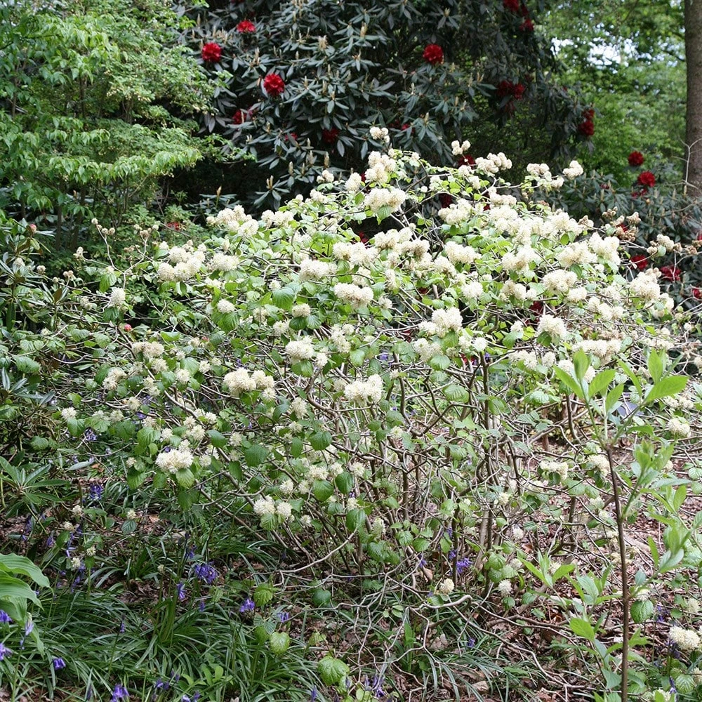 Fothergilla major Fothergilla Major -Garden Plant Store pl0000003855 card2 lg