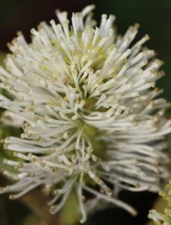 Fothergilla Major 2 Fothergilla Major -Garden Plant Store pl0000003855 card3 lg