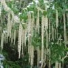 Garrya Elliptica 'James Roof' -Garden Plant Store pl0000003880