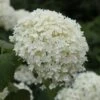 Hydrangea Arborescens 'Annabelle' -Garden Plant Store pl0000003968