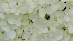 Hydrangea Arborescens 'Annabelle' 8 Hydrangea Arborescens 'Annabelle' -Garden Plant Store pl0000003968 card9 lg