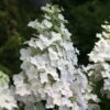 Hydrangea Paniculata 'Unique'