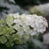 Hydrangea Quercifolia Snow Queen ('Flemygea') -Garden Plant Store pl0000003990
