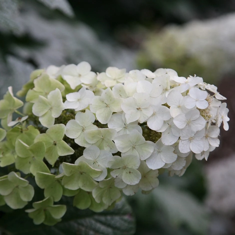 Hydrangea quercifolia Snow Queen ('Flemygea') Hydrangea Quercifolia Snow Queen ('Flemygea') -Garden Plant Store pl0000003990