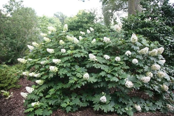 Hydrangea quercifolia Snow Queen ('Flemygea') Hydrangea Quercifolia Snow Queen ('Flemygea') -Garden Plant Store pl0000003990 card2 lg