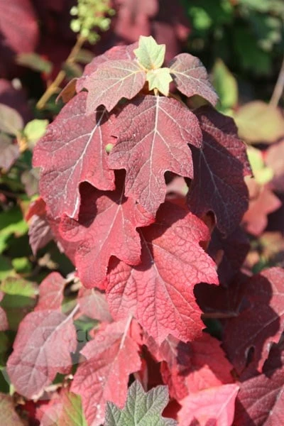 Hydrangea quercifolia Snow Queen ('Flemygea') Hydrangea Quercifolia Snow Queen ('Flemygea') -Garden Plant Store pl0000003990 card3 lg