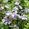 Hydrangea Serrata 'Bluebird' -Garden Plant Store pl0000003992