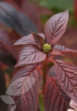 Hydrangea Serrata 'Bluebird' -Garden Plant Store pl0000003992 card4 lg