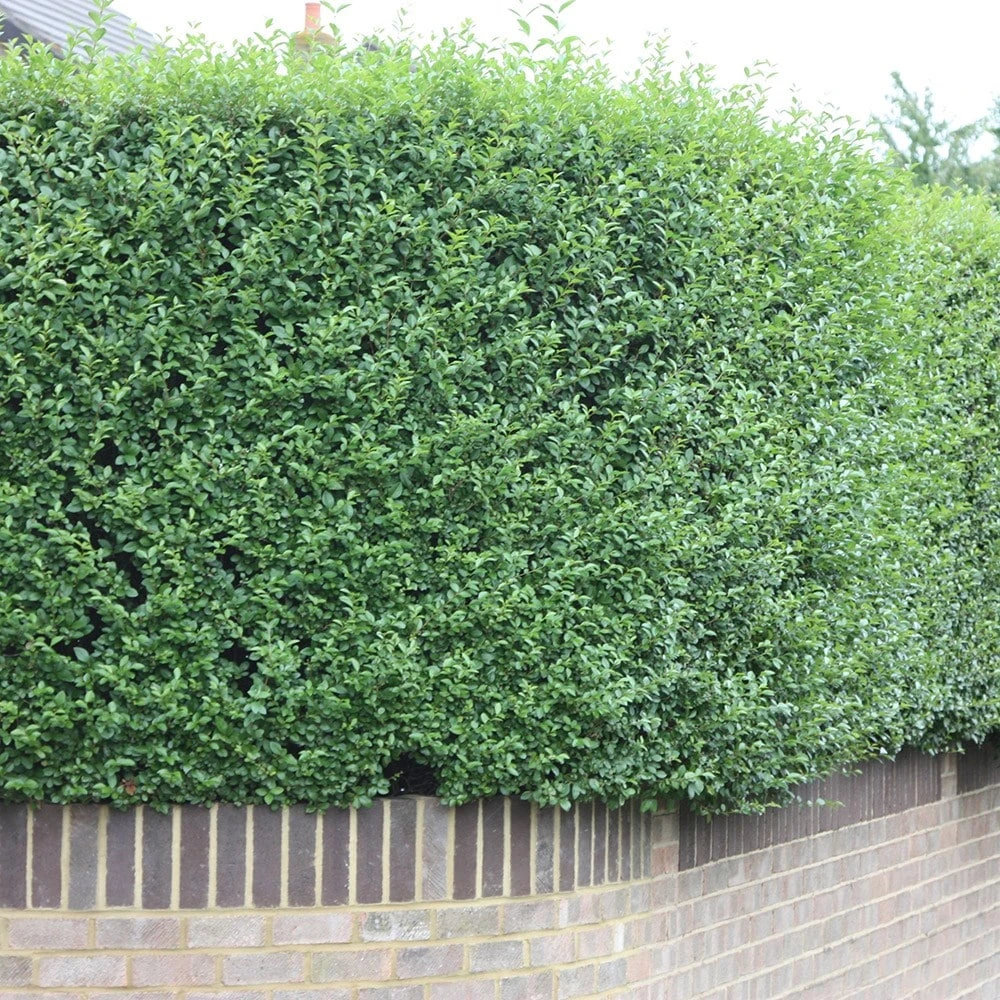Ligustrum ovalifolium - Privet hedging Ligustrum Ovalifolium - Privet Hedging -Garden Plant Store pl0000004093 card3 lg