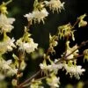 Lonicera Fragrantissima -Garden Plant Store pl0000004101