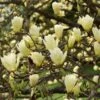 Magnolia 'Elizabeth' -Garden Plant Store pl0000004122