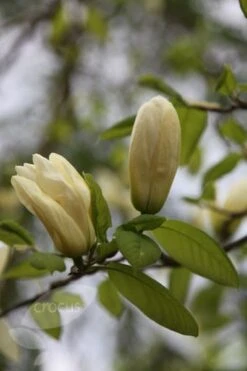 Magnolia 'Elizabeth' -Garden Plant Store pl0000004122 card3 lg