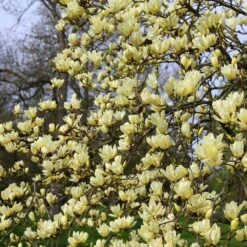 Magnolia 'Elizabeth' -Garden Plant Store pl0000004122 card4 lg