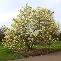 Magnolia 'Elizabeth' -Garden Plant Store pl0000004122 card5 lg
