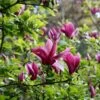 Magnolia Liliiflora 'Nigra' -Garden Plant Store pl0000004135