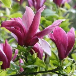 Magnolia Liliiflora 'Nigra' -Garden Plant Store pl0000004135 card4 lg