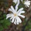 Magnolia Stellata -Garden Plant Store pl0000004139