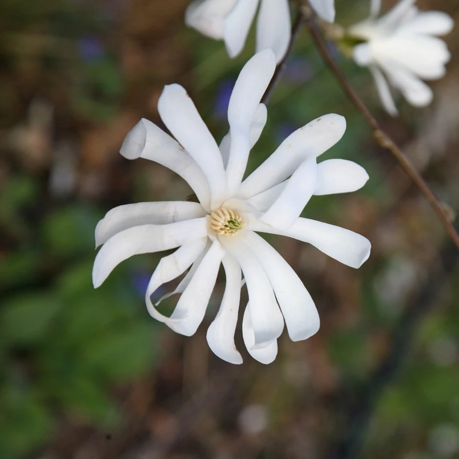 Magnolia stellata Magnolia Stellata -Garden Plant Store pl0000004139