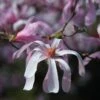 Magnolia × Loebneri 'Leonard Messel' -Garden Plant Store pl0000004144