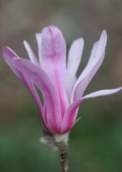 Magnolia × Loebneri 'Leonard Messel' -Garden Plant Store pl0000004144 card3 lg