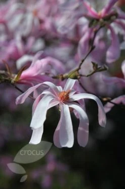 Magnolia × Loebneri 'Leonard Messel' -Garden Plant Store pl0000004144 card6 lg