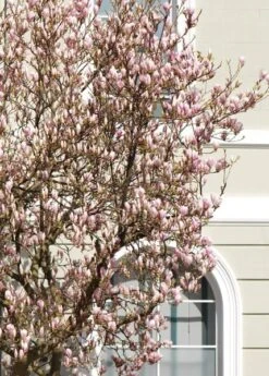 Magnolia × Soulangeana -Garden Plant Store pl0000004146 card3 lg