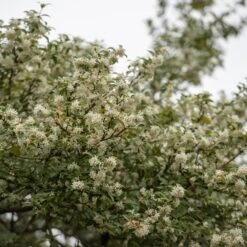 Osmanthus × Burkwoodii 2 Osmanthus × Burkwoodii -Garden Plant Store pl0000004171 card4 lg
