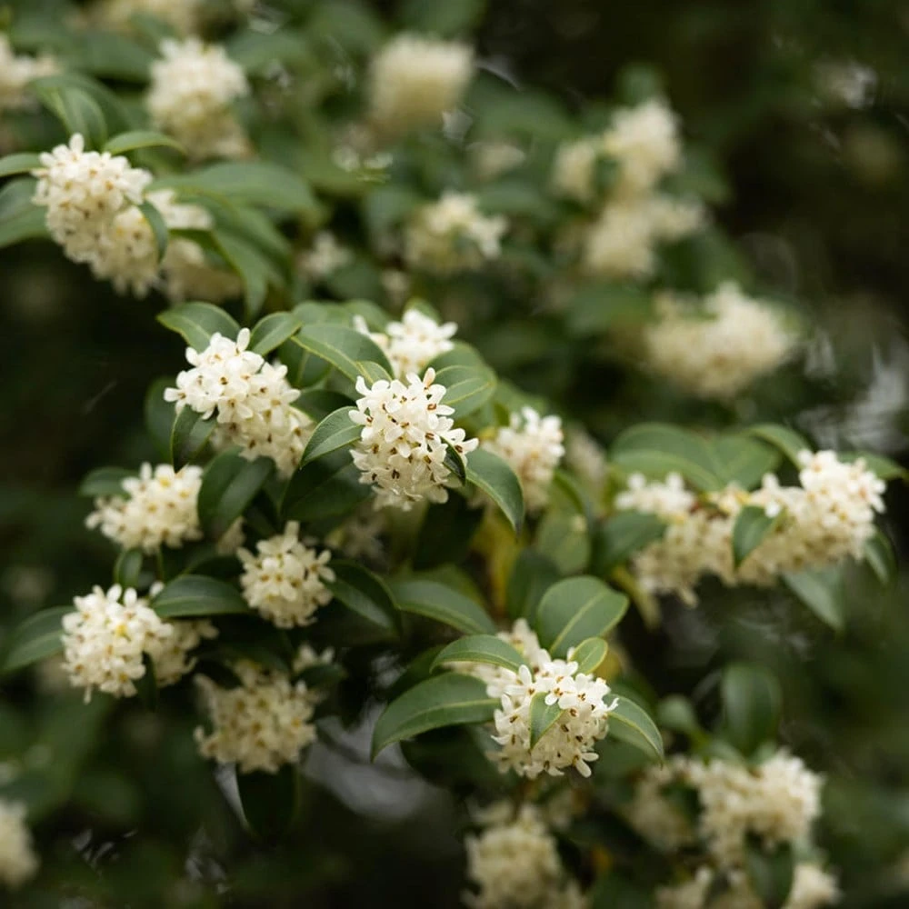 Osmanthus × burkwoodii Osmanthus × Burkwoodii -Garden Plant Store pl0000004171 card5 lg